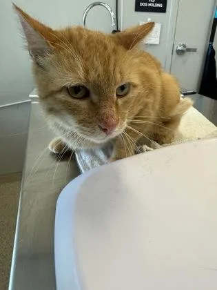 An adult large-sized male Domestic Short Hair cat named Cheese Puff for adoption in Lafayette, IN