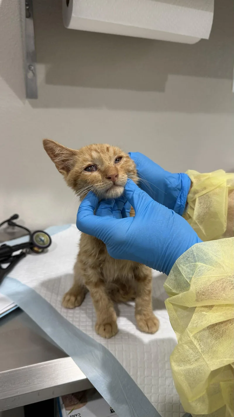 A baby medium-sized male Domestic Short Hair cat named Ulan for adoption in Colorado Springs, CO