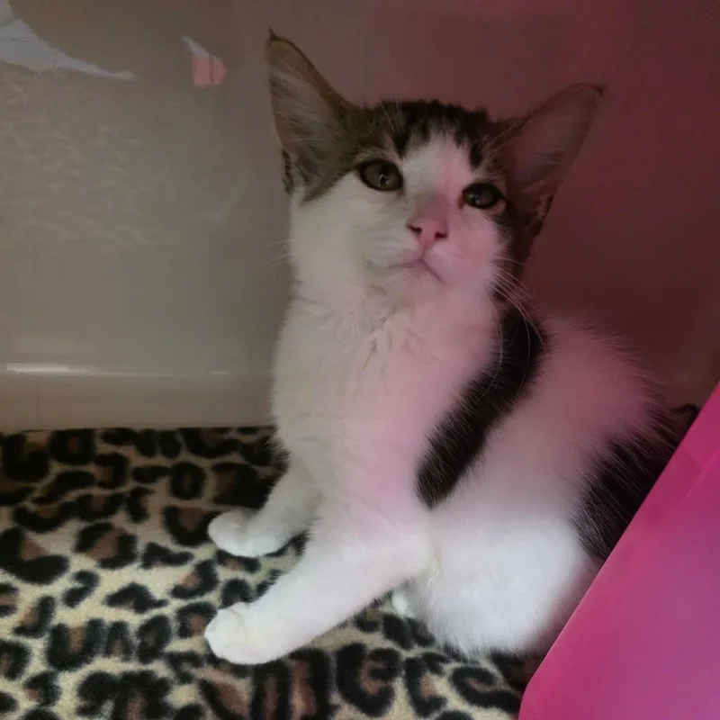 A baby small-sized female Domestic Medium Hair cat named Tempura for adoption in Watertown, NY