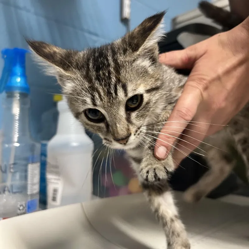 A baby small-sized female Brown / Chocolate Domestic Short Hair cat named Emily for adoption in Newport, NC