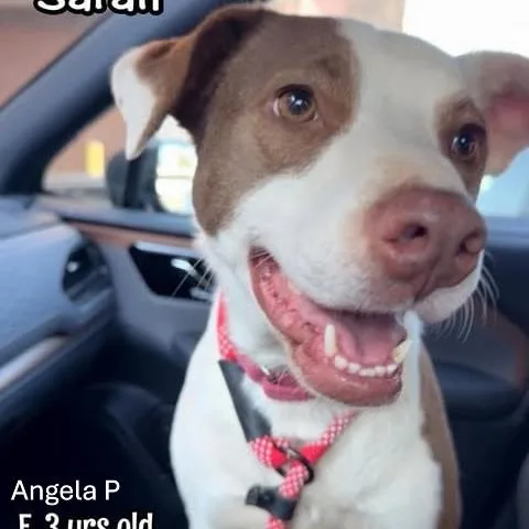 An adult medium-sized female Sable Pit Bull Terrier dog named Sara for adoption in Alma, WI