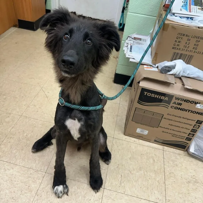 A young medium-sized male Black Shepherd dog named Coupon Cut for adoption in Charlottesville, VA