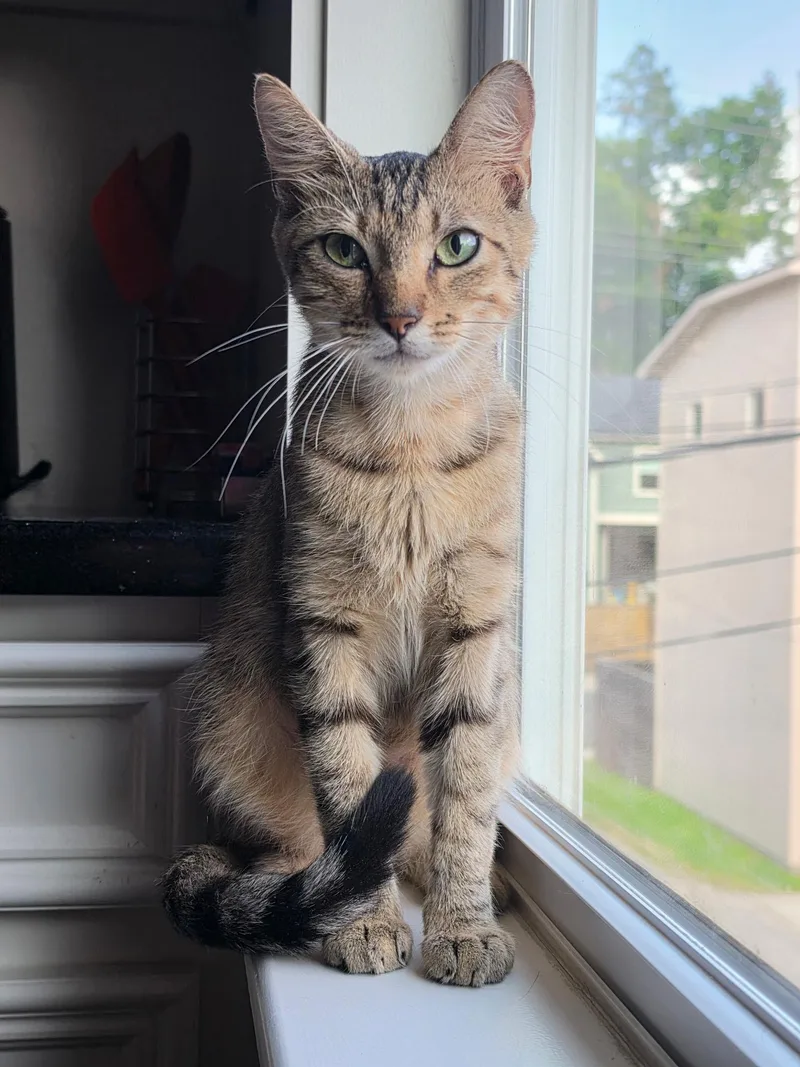 A young medium-sized male Tabby (Brown / Chocolate) Domestic Short Hair cat named Hamish for adoption in Houston, TX