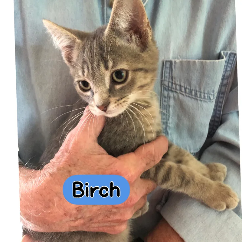 A young medium-sized male Tabby (Buff / Tan / Fawn) Domestic Short Hair cat named Birch for adoption in Warren, OH