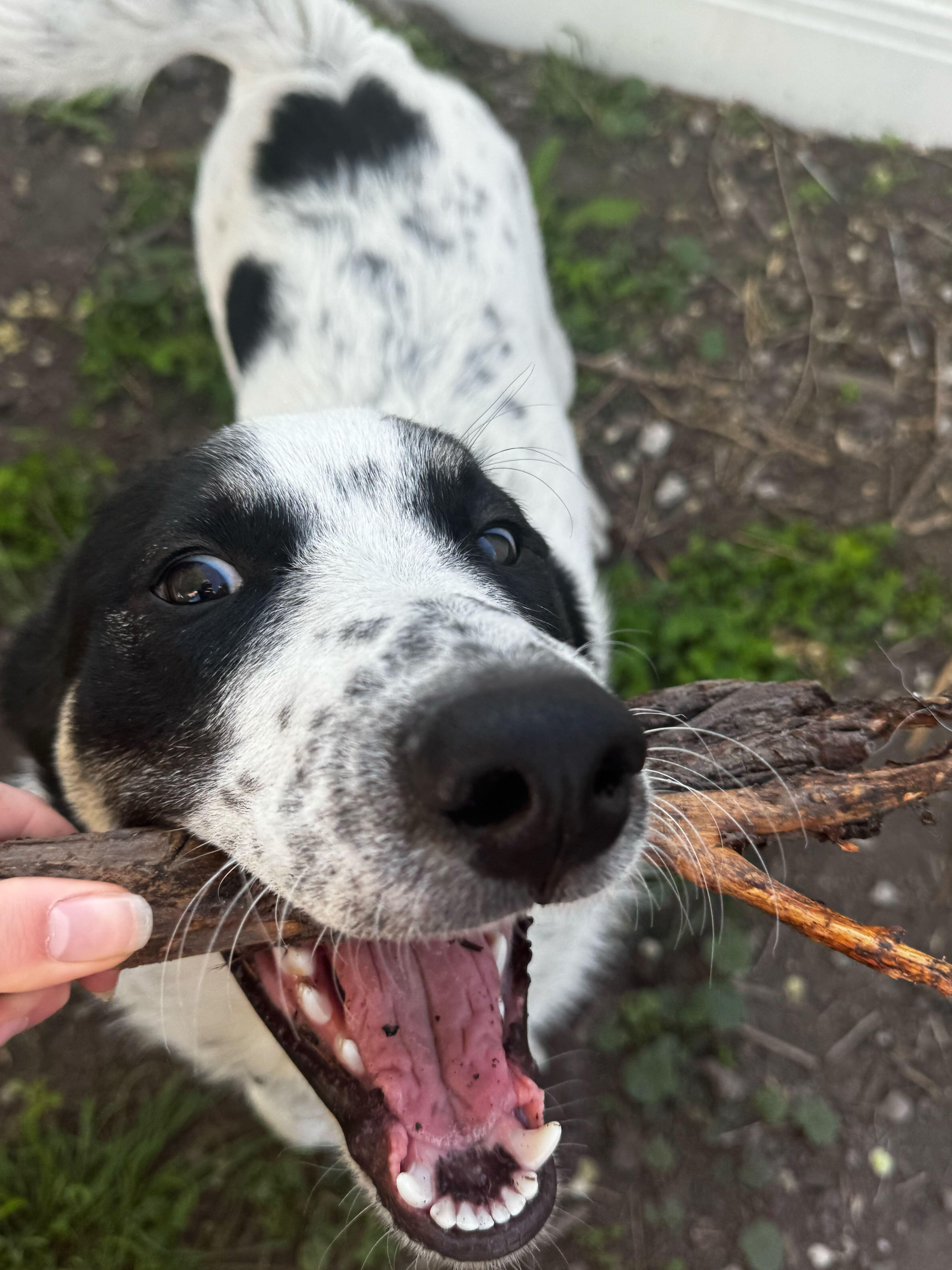 A young medium-sized male Siberian Husky dog named Mac for adoption in Cottonwood Heights, UT