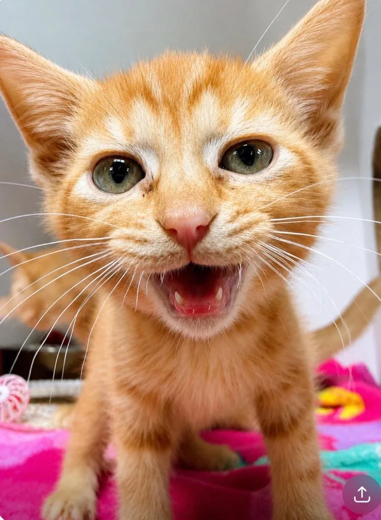 A baby medium-sized female Domestic Short Hair cat named Layne for adoption in Huntington, IN