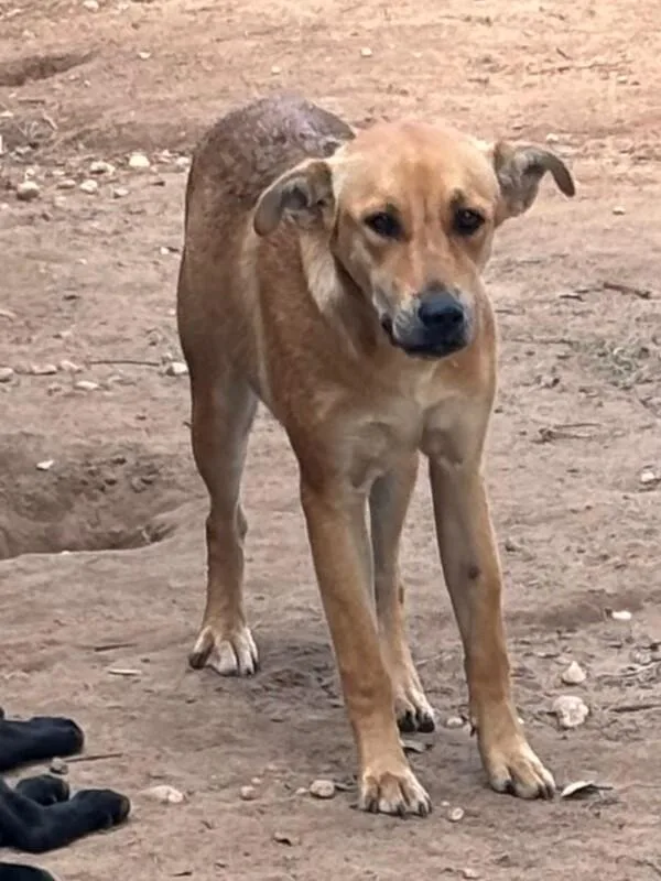 An adult medium-sized female Golden Labrador Retriever dog named Cricket for adoption in Mobile, AL