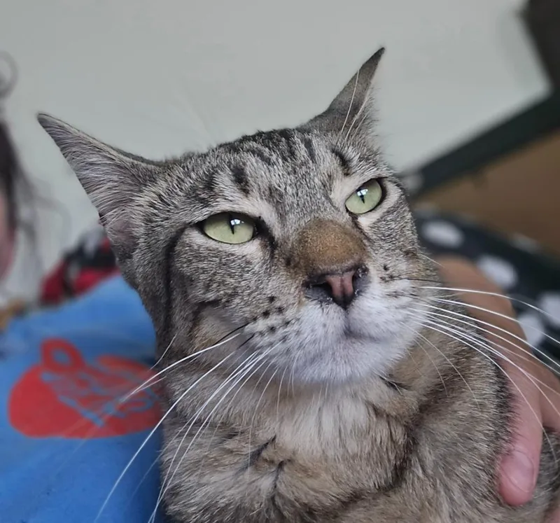 A young small-sized male Domestic Short Hair cat named Kaiden wKaison for adoption in Ballwin, MO