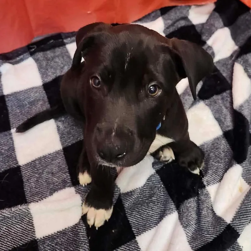 A baby small-sized male Black Mixed Breed dog named Archiebald Macleash for adoption in Beckley, WV