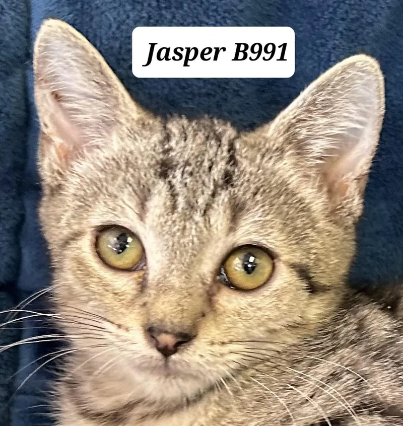 A baby medium-sized male Tabby (Gray / Blue / Silver) Domestic Short Hair cat named Jasper for adoption in Morganton, NC