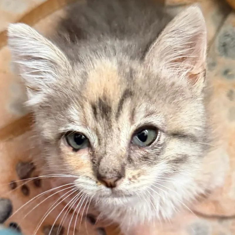 A baby small-sized female Calico Domestic Short Hair cat named Princess Peach for adoption in Simi Valley, CA