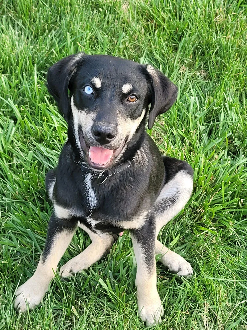 A young medium-sized male Labrador Retriever dog named Snickers for adoption in Powell, OH