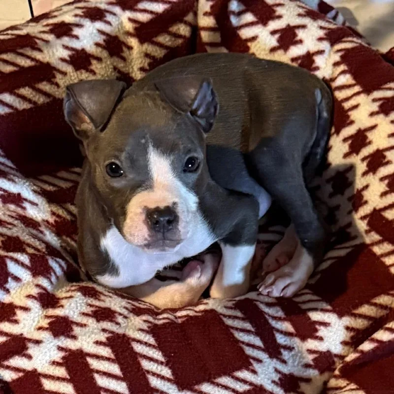 A baby medium-sized female Pit Bull Terrier dog named Linden for adoption in Normal, IL