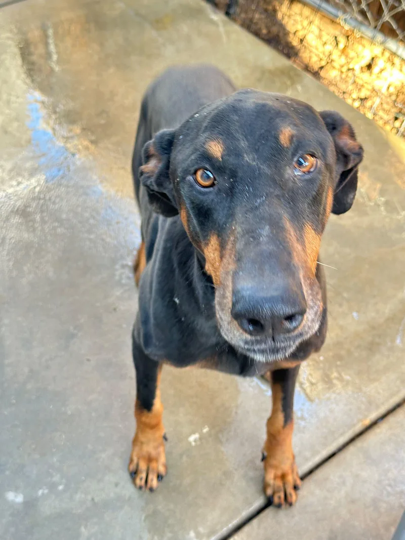 An adult large-sized male Doberman Pinscher dog named Vader for adoption in Coarsegold, CA