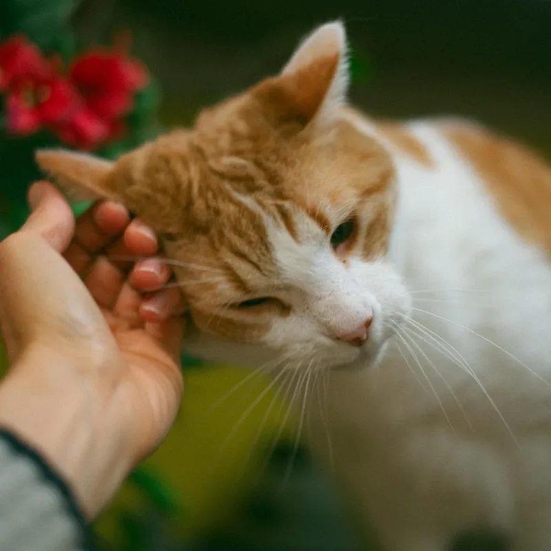 An adult large-sized male Domestic Short Hair cat named Kat for adoption in Thayne, WY