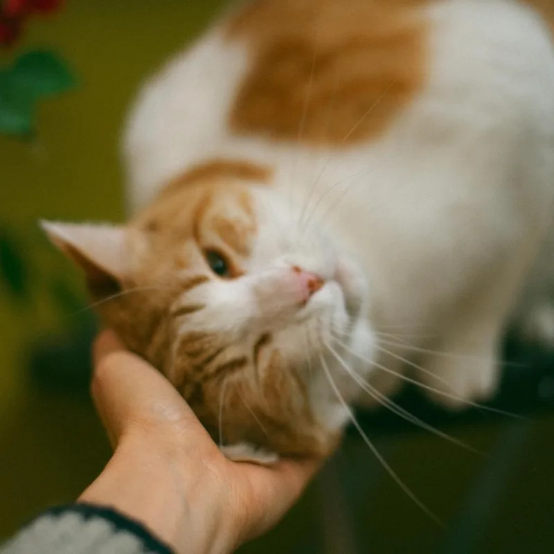 Kat thumbnail 4