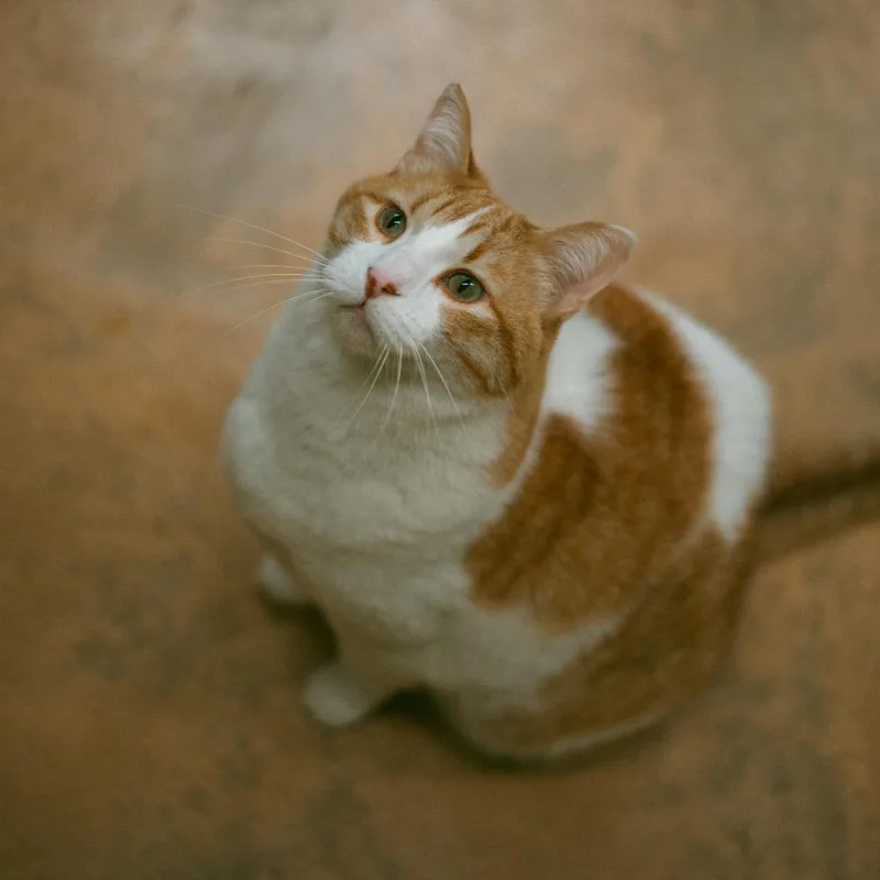 Kat thumbnail 6