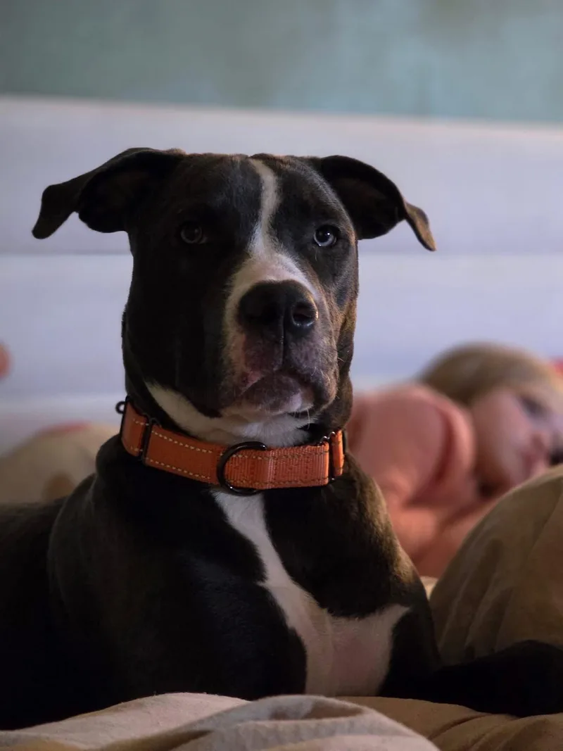 A baby large-sized female Pit Bull Terrier dog named Daisy Mae for adoption in New London, WI