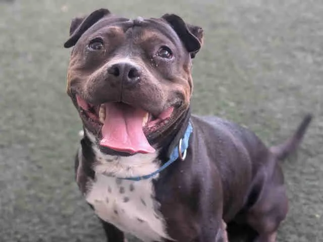 An adult medium-sized female Pit Bull Terrier dog named Indy for adoption in Bonita, CA