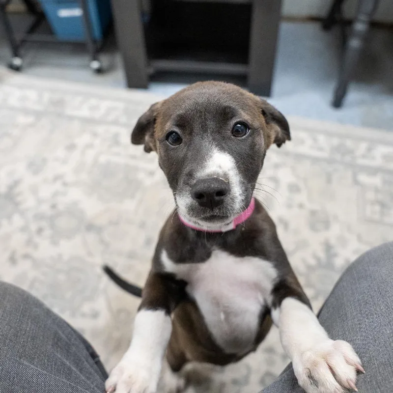 A baby medium-sized female Labrador Retriever dog named Bubbles for adoption in Pawling, NY