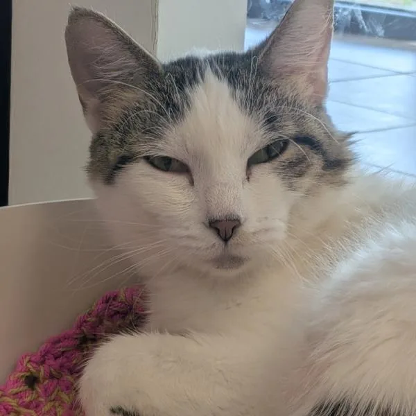 A young medium-sized female Domestic Short Hair cat named Lilly for adoption in Des Moines, IA
