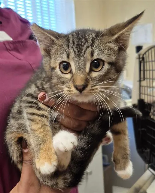 A baby small-sized female Domestic Short Hair cat named Duchess Fluffington for adoption in Lodi, CA
