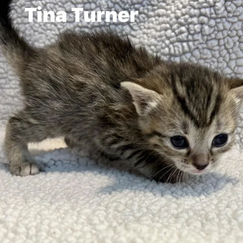 A baby small-sized female Brown / Chocolate Domestic Short Hair cat named Tina Turner for adoption in Corydon, IN