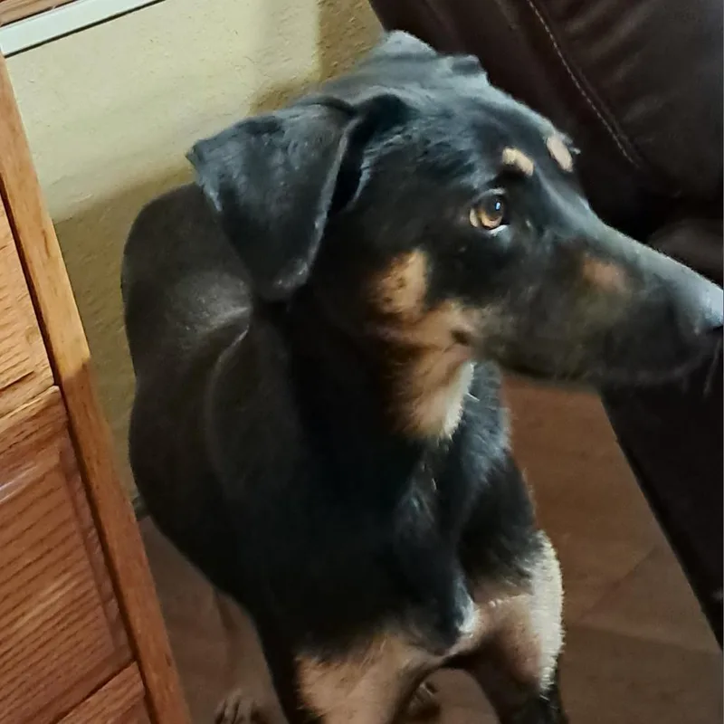 Squirrel Jum thumbnail 2