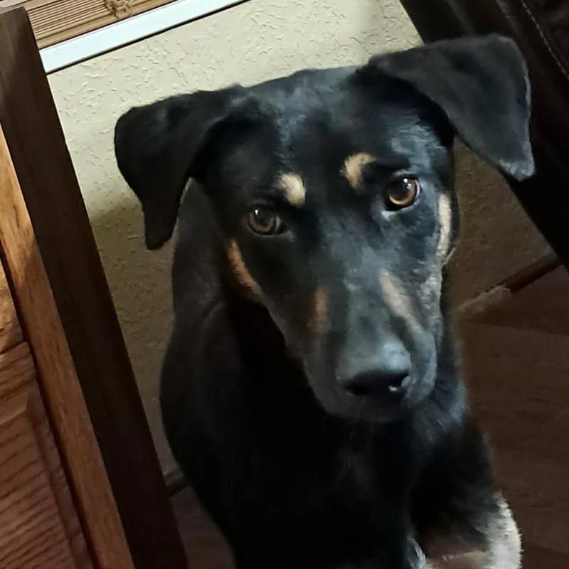 Squirrel Jum thumbnail 3