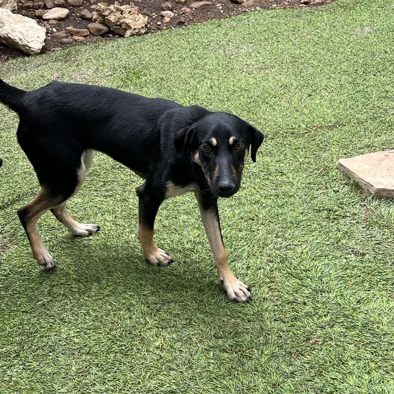 Squirrel Jum thumbnail 4