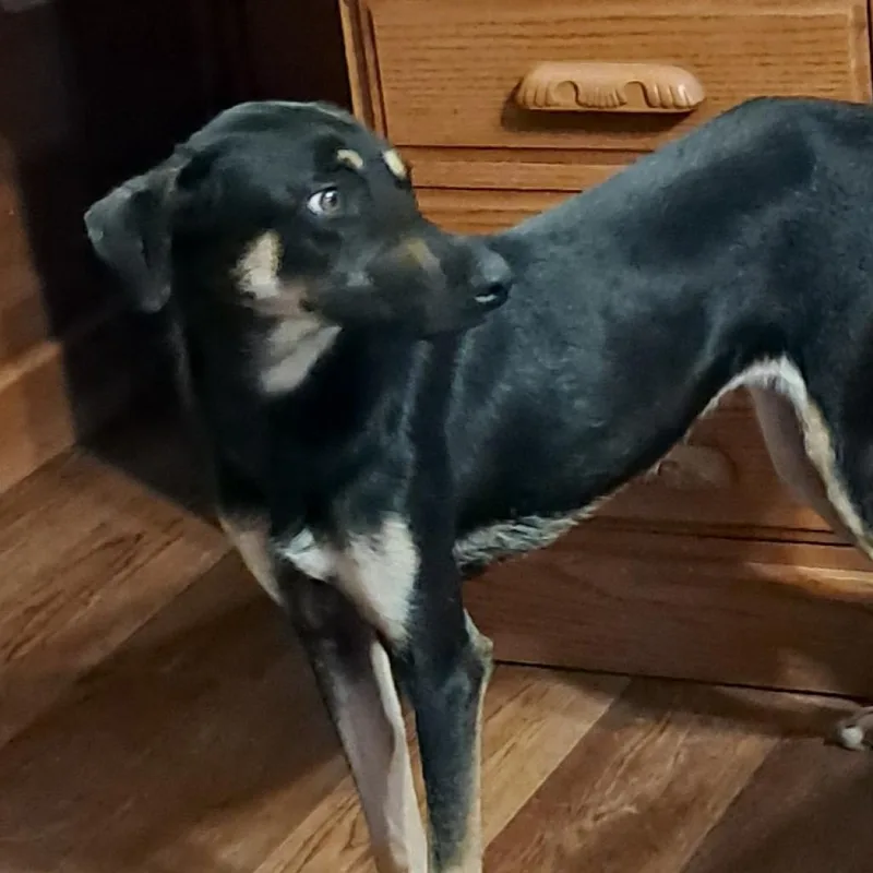 Squirrel Jum thumbnail 5