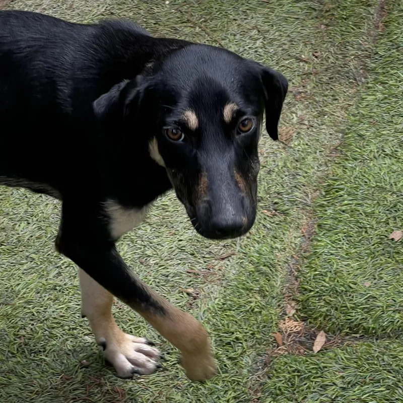 Squirrel Jum thumbnail 6