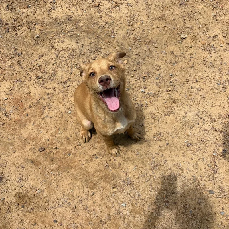 A baby small-sized male Yellow / Tan / Blond / Fawn Shepherd dog named Kyle Busch for adoption in Parrish, AL