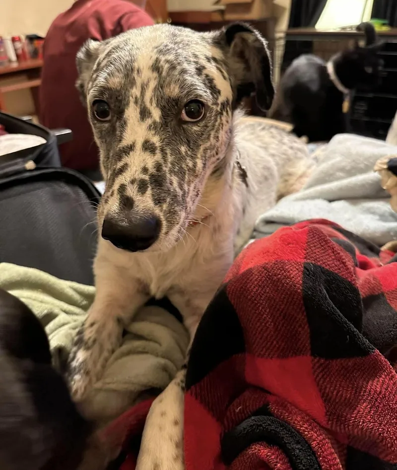 An adult medium-sized male Black Dalmatian dog named Toby for adoption in Tyler, TX