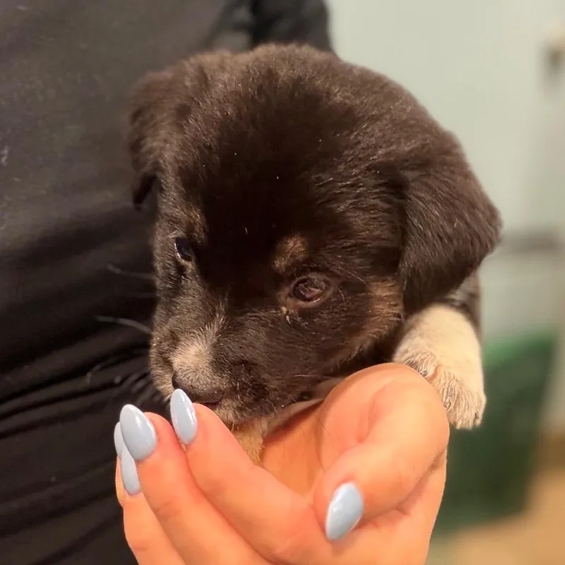 A baby small-sized male Black Mixed Breed dog named Moose for adoption in Chattanooga, TN