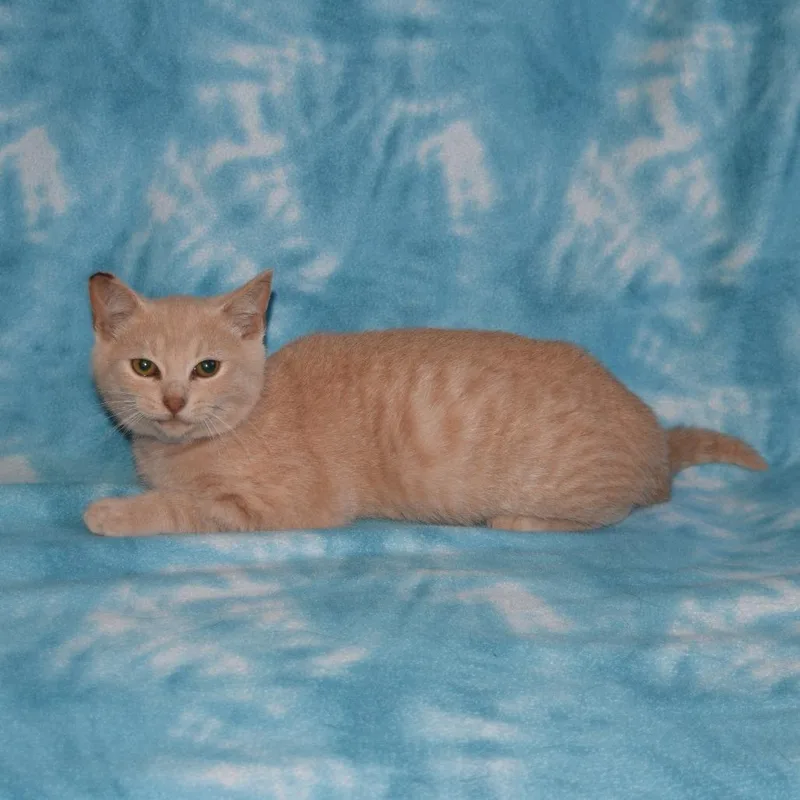 A baby medium-sized male Domestic Short Hair cat named Creamsicle for adoption in Eureka, CA
