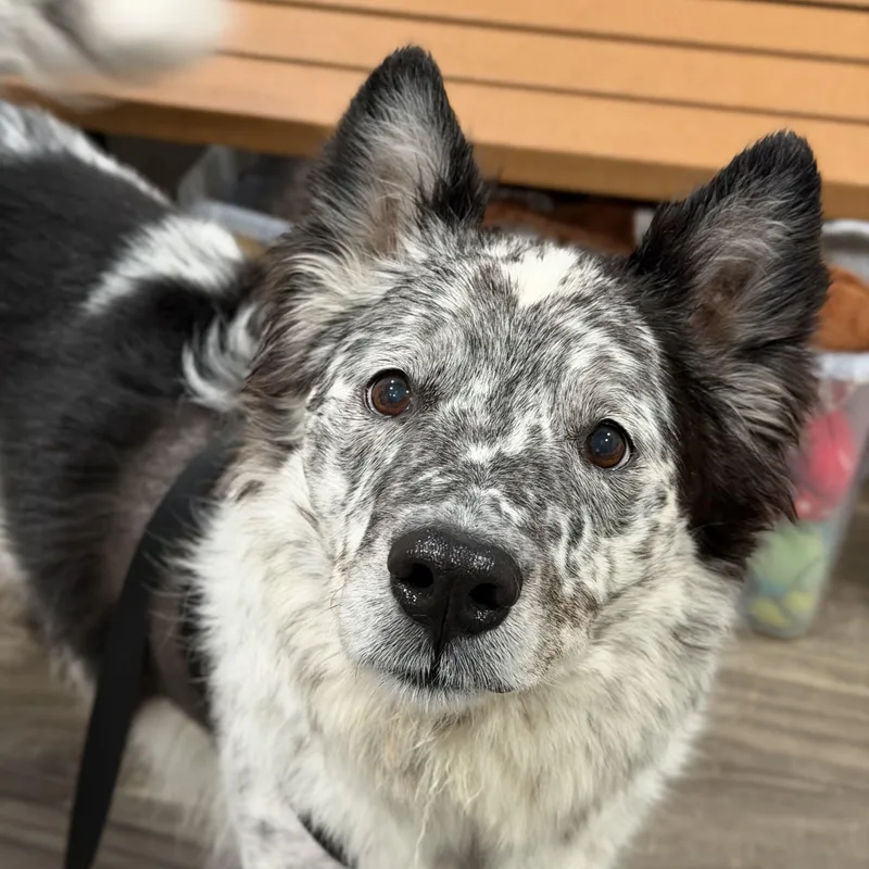 An adult medium-sized male Border Collie dog named Blu for adoption in Mahwah, NJ