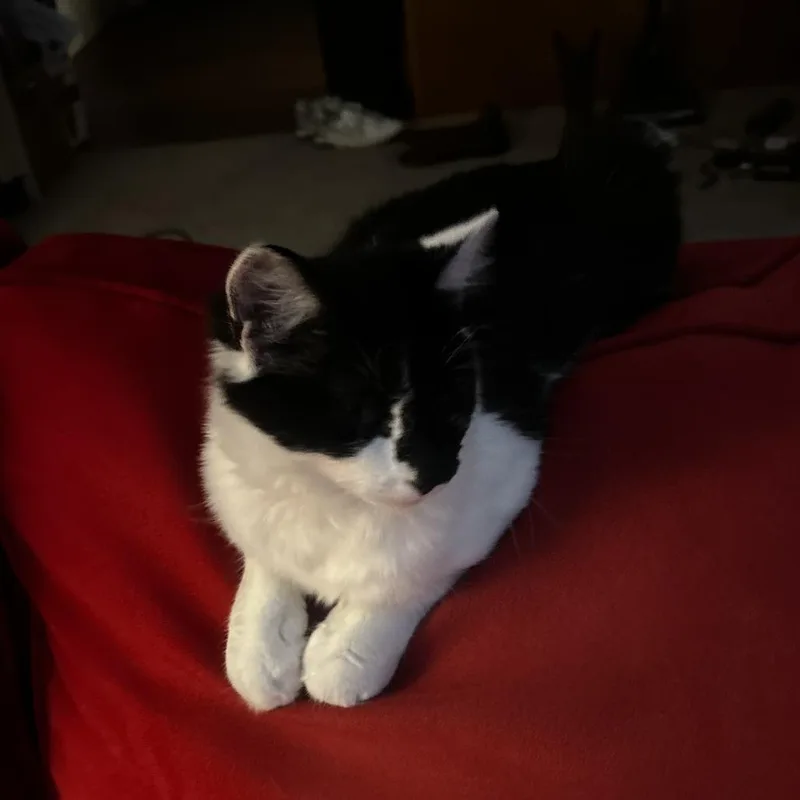 An adult medium-sized male Domestic Short Hair cat named Canada for adoption in Greensboro, NC