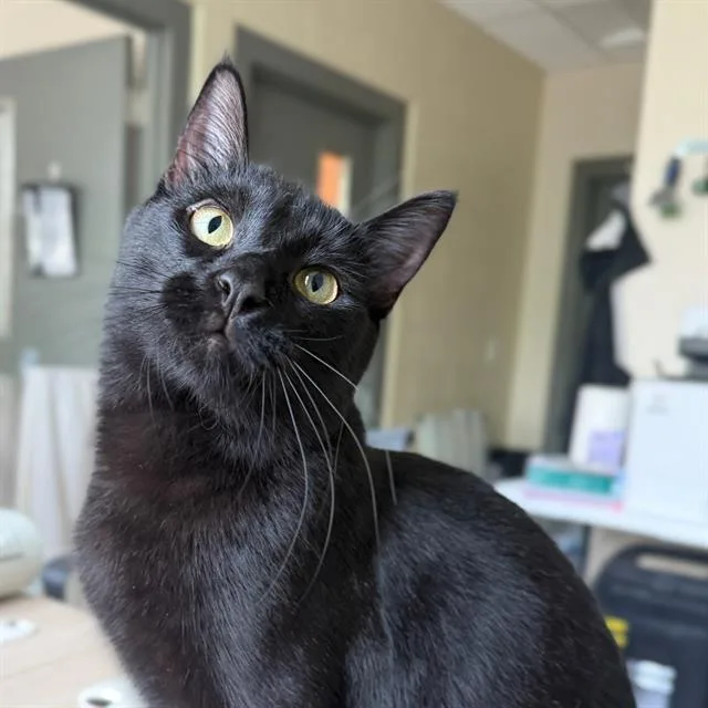 A young small-sized male Domestic Short Hair cat named Trouble for adoption in Centerville, MA