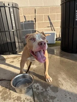 An adult medium-sized female Pit Bull Terrier dog named Hazel for adoption in Atlanta, GA