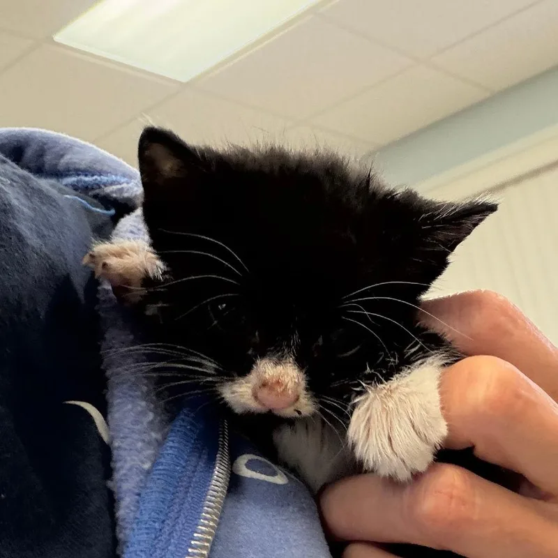A baby small-sized female Black Domestic Short Hair cat named Esmeralda for adoption in Greensboro, GA