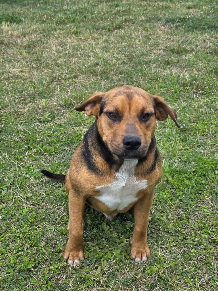 A baby large-sized male Mixed Breed dog named Fox for adoption in Metter, GA