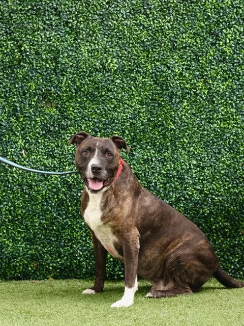 A senior large-sized male Pit Bull Terrier dog named Peanut for adoption in Naples, FL