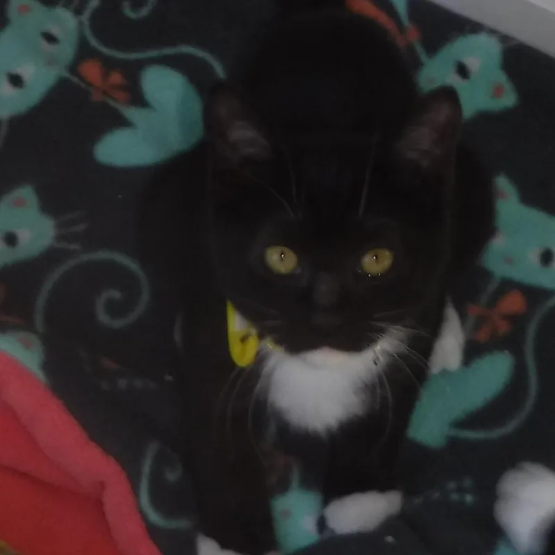 A baby medium-sized female Black & White / Tuxedo Tuxedo cat named Linda Playful and for adoption in Hoquiam, WA
