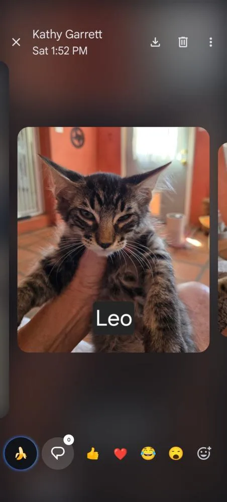 A baby small-sized male Domestic Long Hair cat named Leo for adoption in Thatcher, AZ