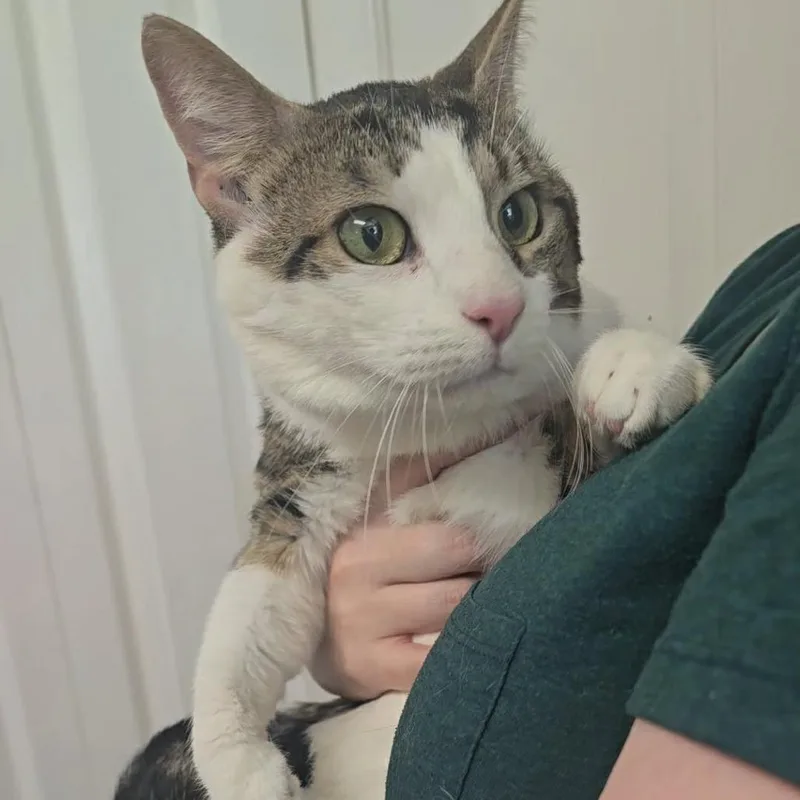 An adult medium-sized male Brown / Chocolate Domestic Short Hair cat named George for adoption in Jarrettsville, MD