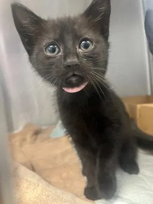 A baby small-sized female Domestic Short Hair cat named Miny for adoption in Roseville, CA