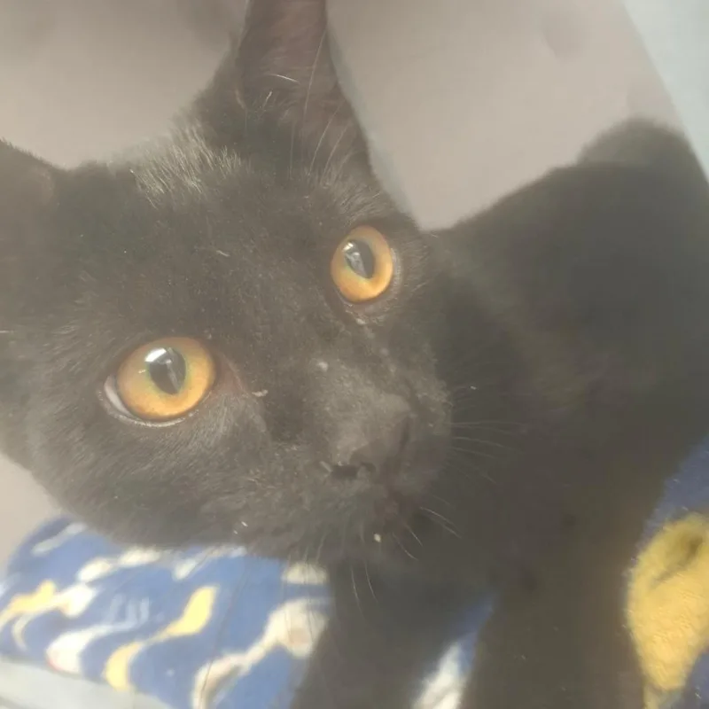 A young medium-sized male Black Domestic Short Hair cat named Patrick for adoption in Birmingham, AL
