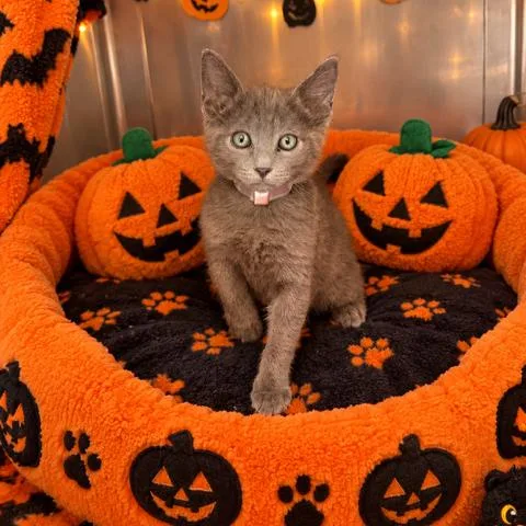 A baby small-sized male Gray / Blue / Silver Domestic Short Hair cat named Toffee for adoption in Long Beach, CA