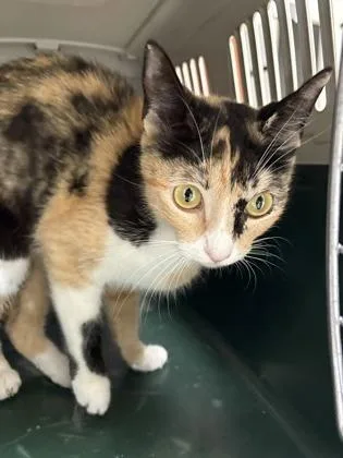 An adult medium-sized female Domestic Short Hair cat named Paris for adoption in San Antonio, TX